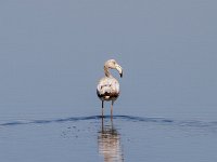 Jonge flamingo : Europa, Nat. park Donana, Reisen, Spanje, europa